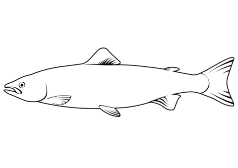 Bull Trout (Salvelinus Confluentus) Coloring Page